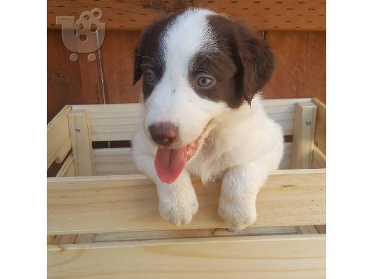 Πανέμορφα κουτάβια Border Collie,